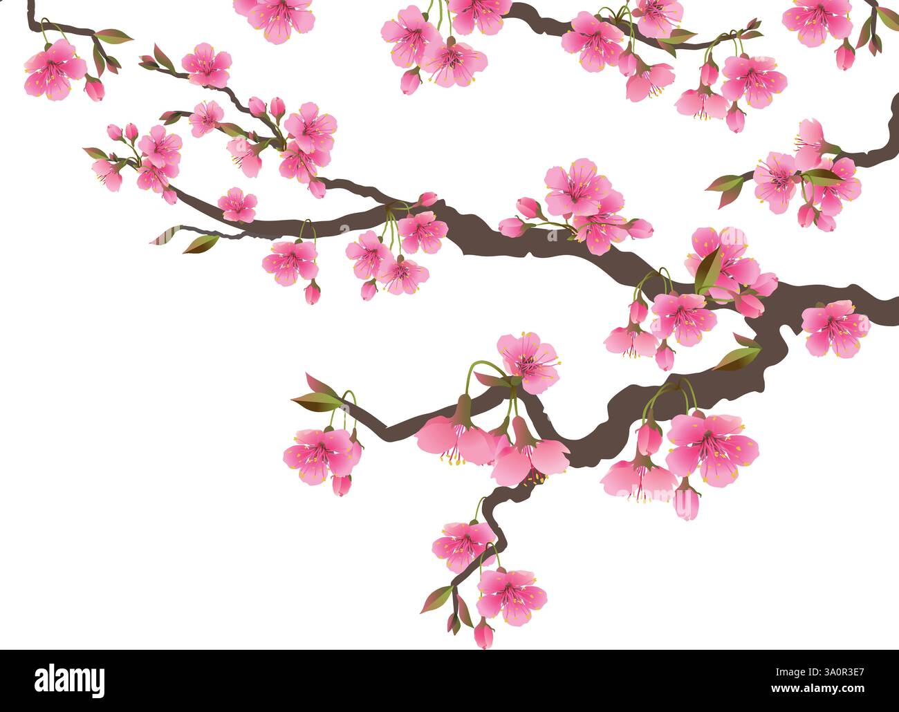Japanese sakura flowers. Cherry blossom branch with a blooming pink ...