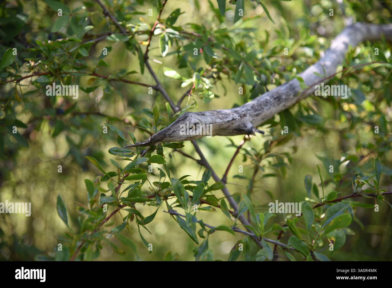 Snake form design hi-res stock photography and images - Alamy