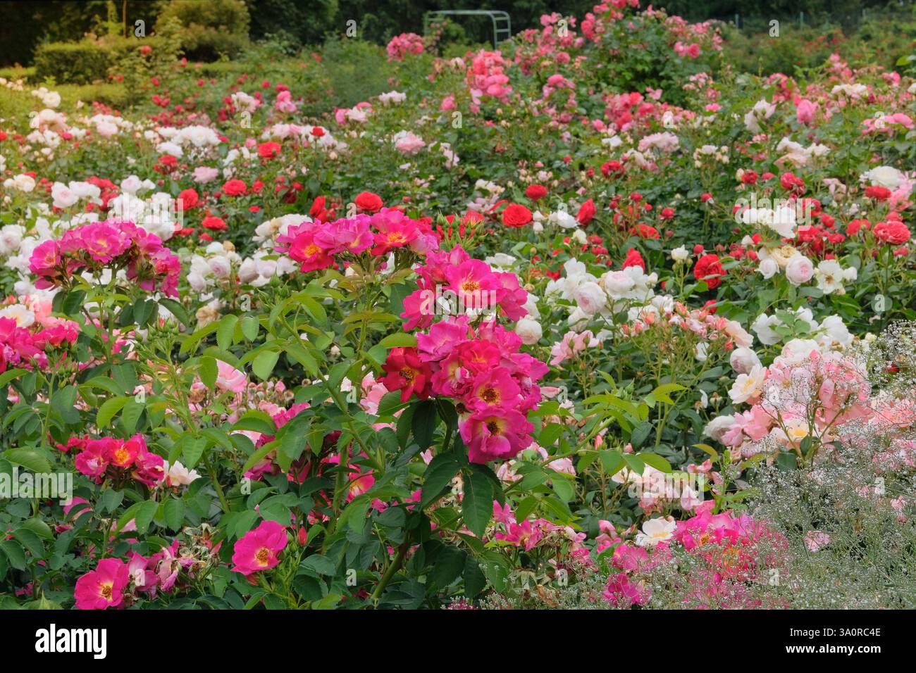 Blooming beautiful pink roses hi-res stock photography and images - Alamy