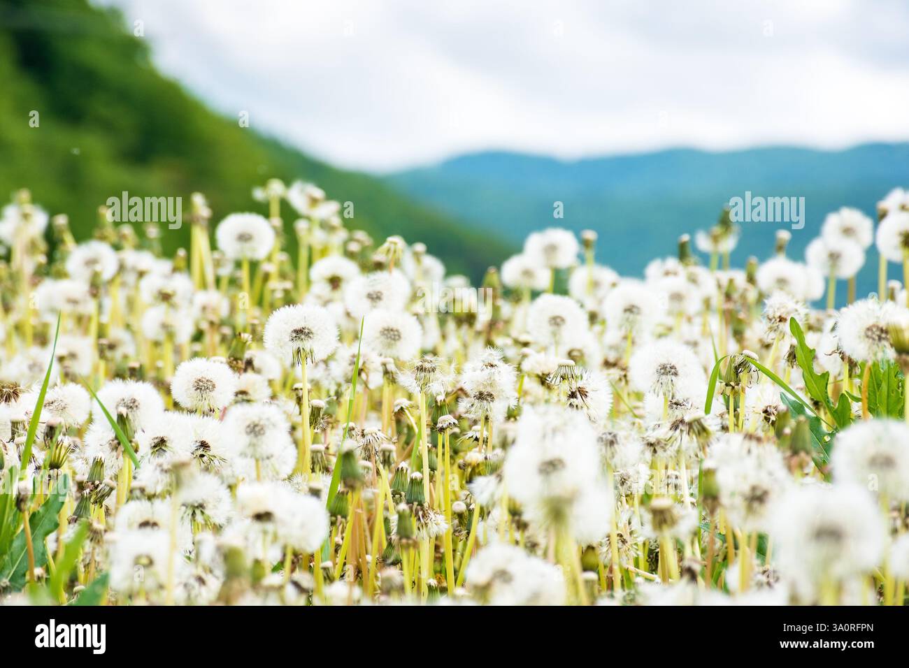 dandelion meadow in rural landscape. beautiful nature scenery with blooming fluffy weeds in morning light. clouds on the sky above the distant mountai Stock Photo