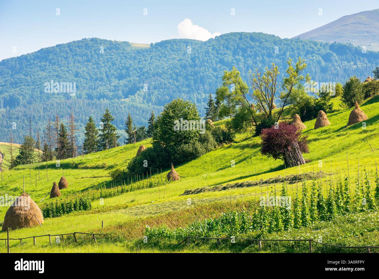 haystacks on the agricultural field near the forest. natural environment. rural landscape at the foot of the mountain in summer. beautiful countryside Stock Photo