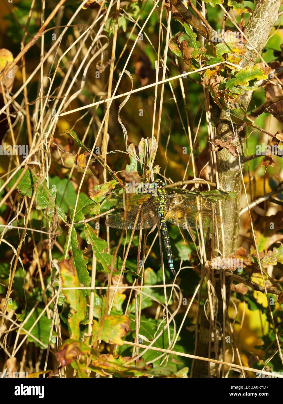 Hawker Insect Southern Hawker dragonfly on a warm November day. The macro shot ...
