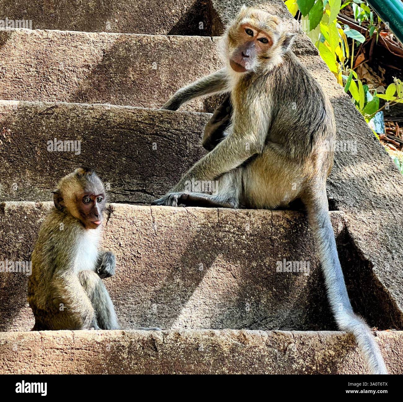 Simian Behavior This wildlife shot captures the essence of primate behavior, showcasing ...