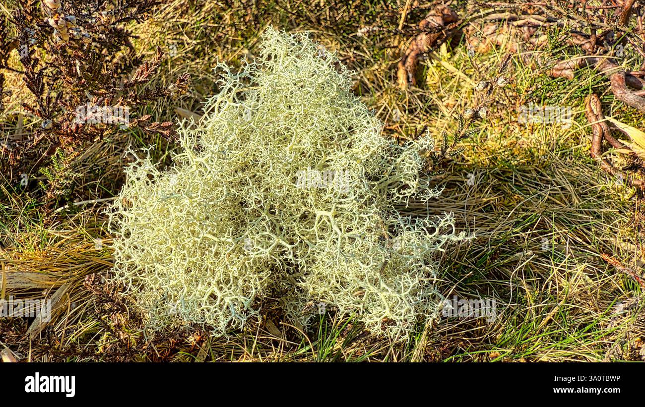 Reindeer moss or lichen (Cladonia rangiferinaon) the New Forest heathland - Smartphone Captured Stock Image