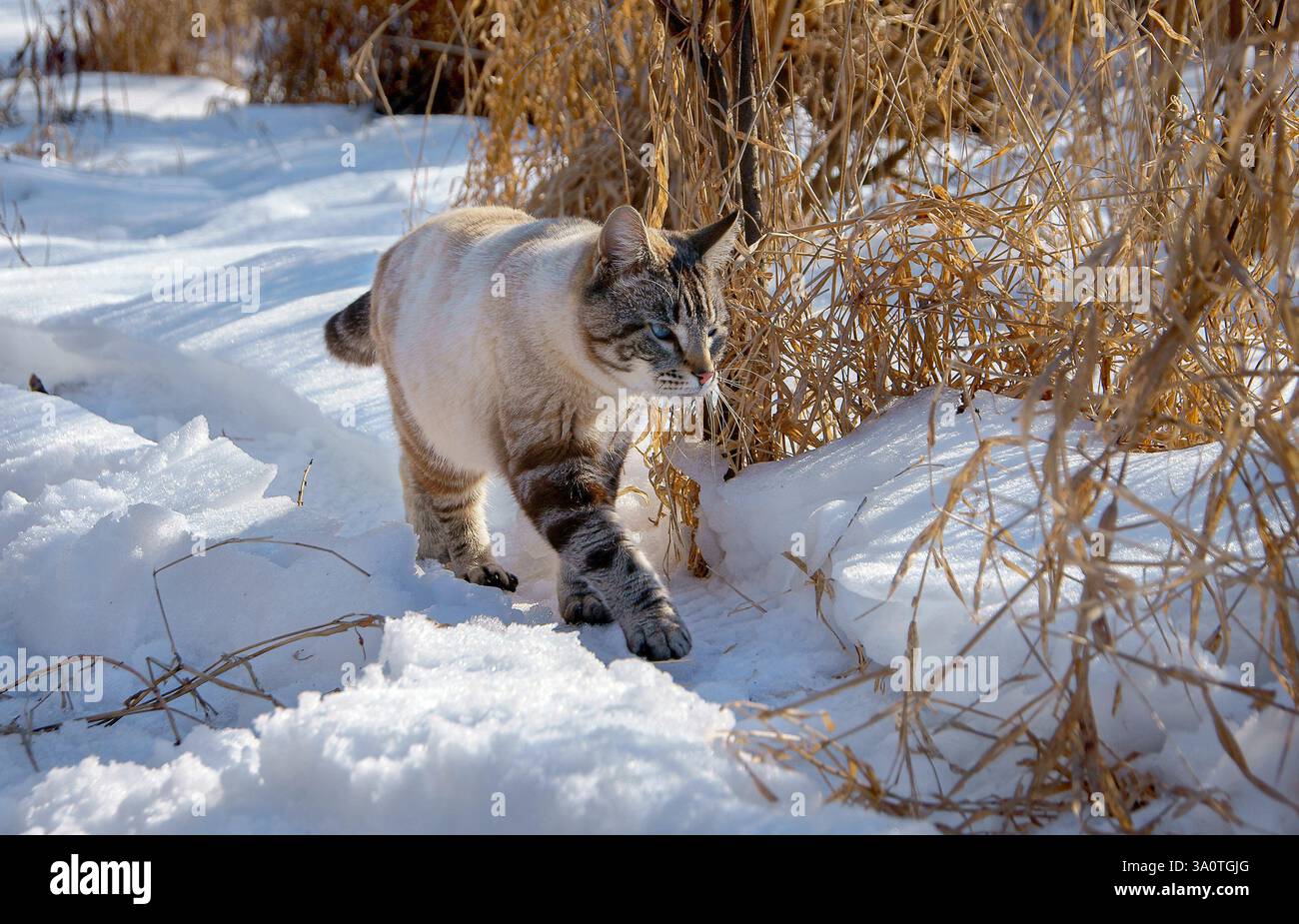 Family cat walking along trail with snow daytime Stock Photo
