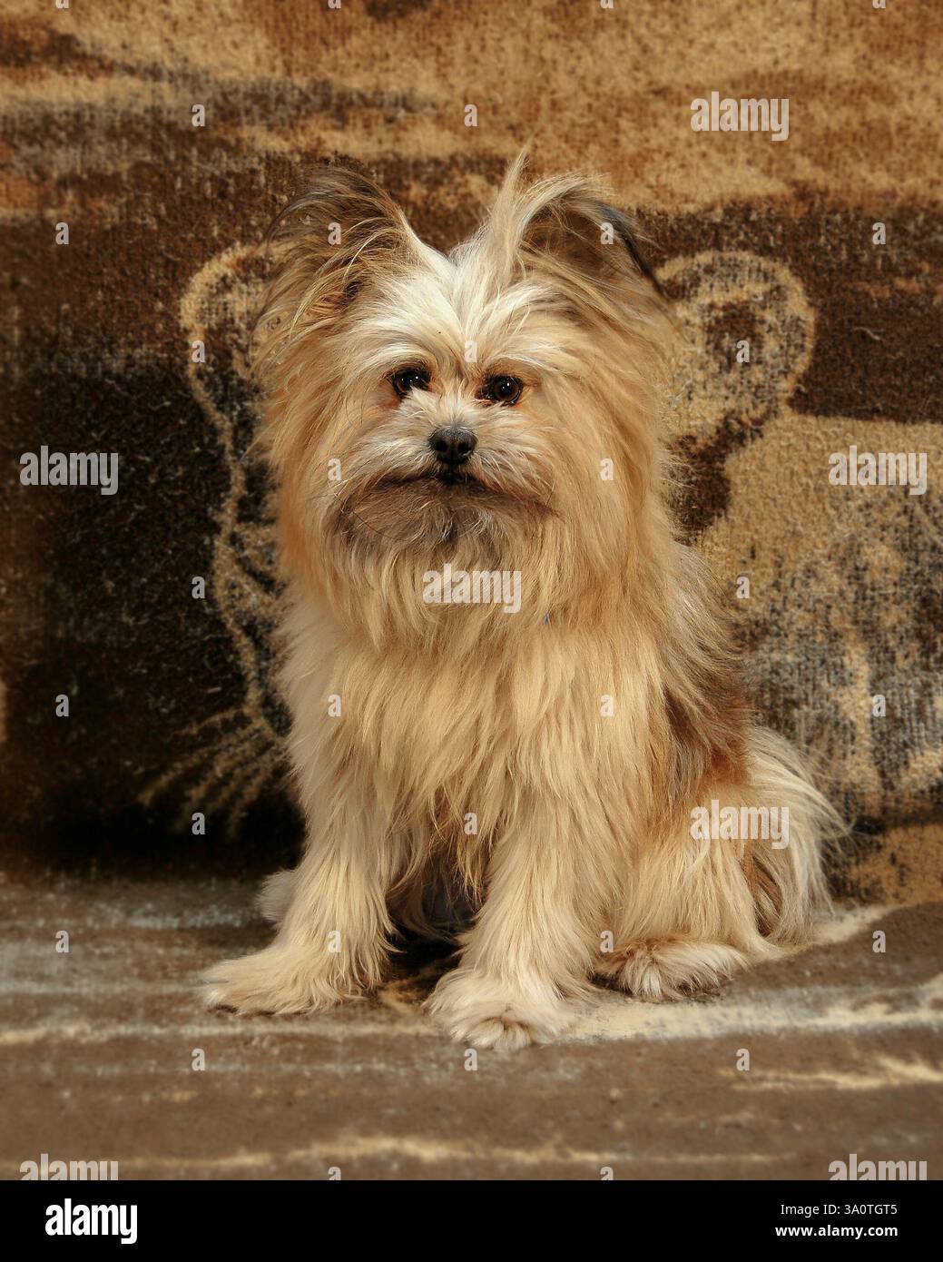 Small light brown dog poses in sitting position against a backdrop Stock Photo