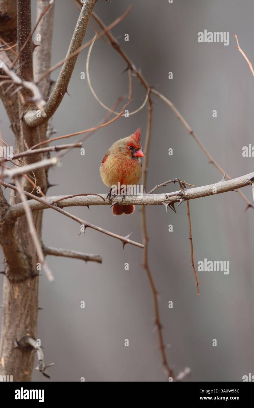 A female northern cardinal perched on a branch in winter Stock Photo