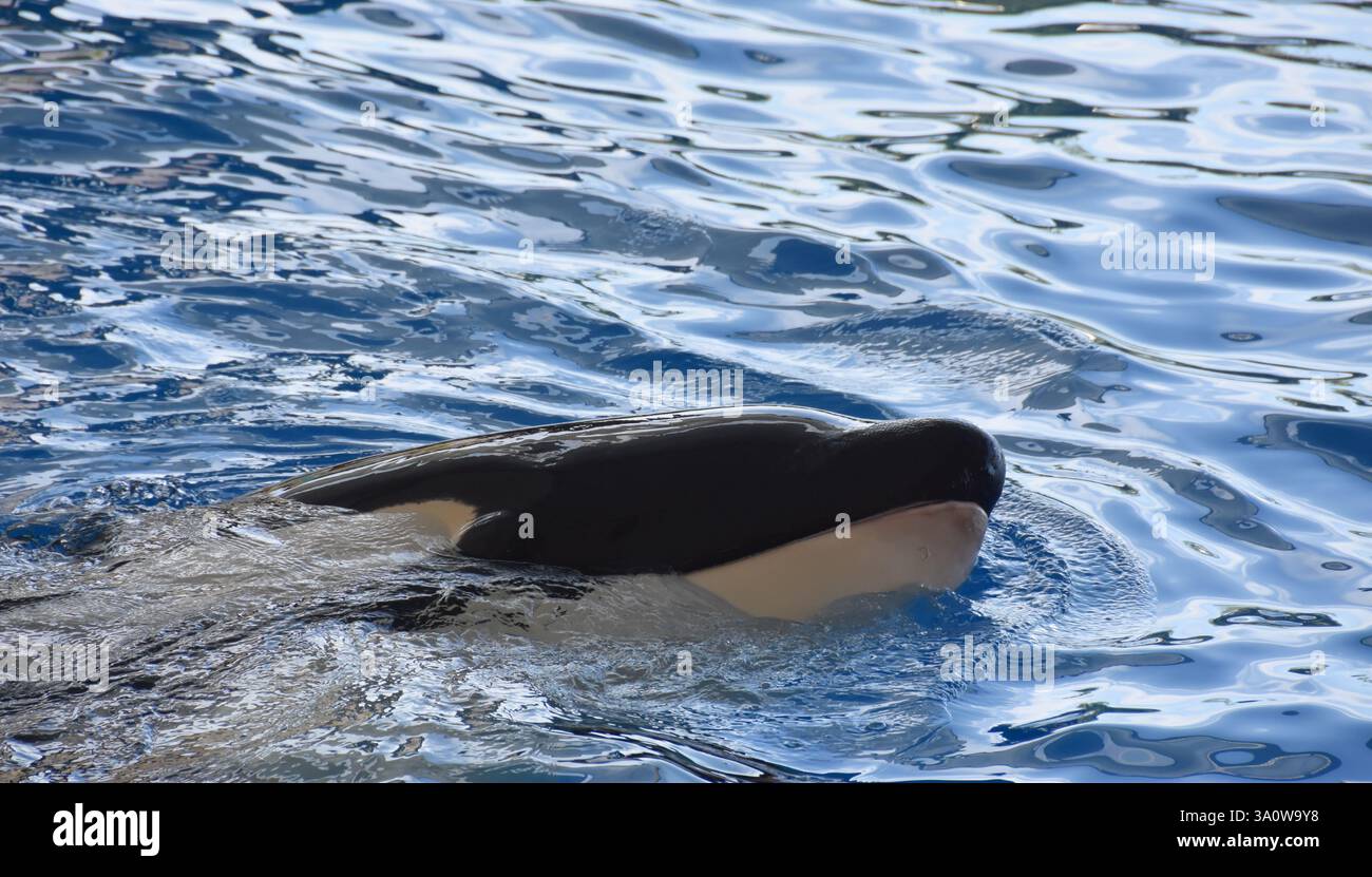 Black and white killer whale Orcinus orca head above water Stock Photo ...