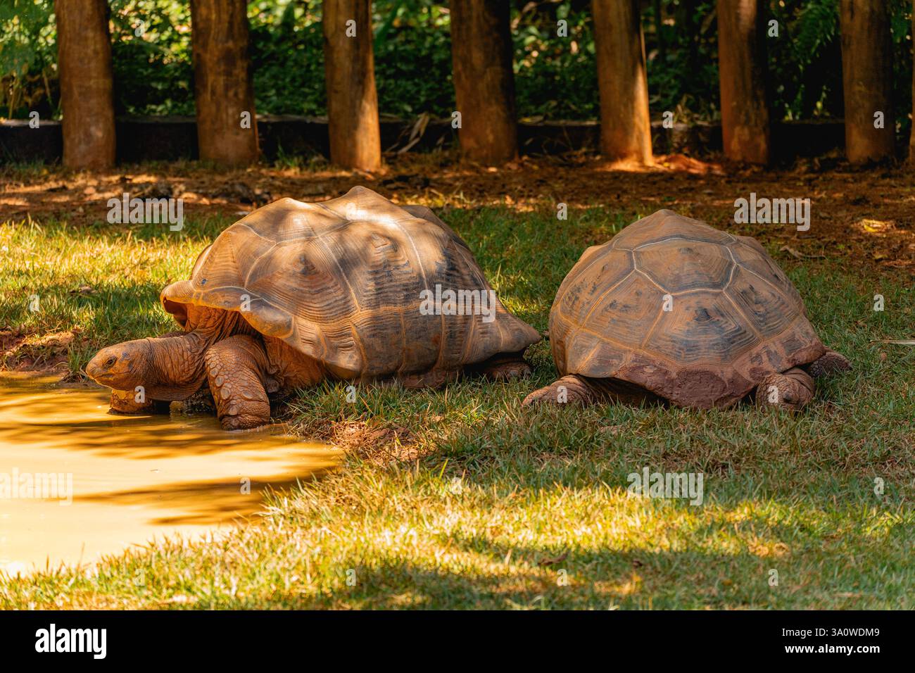 Big Turtles in The Zoo in Sao Paulo, Brazil Stock Photo - Alamy