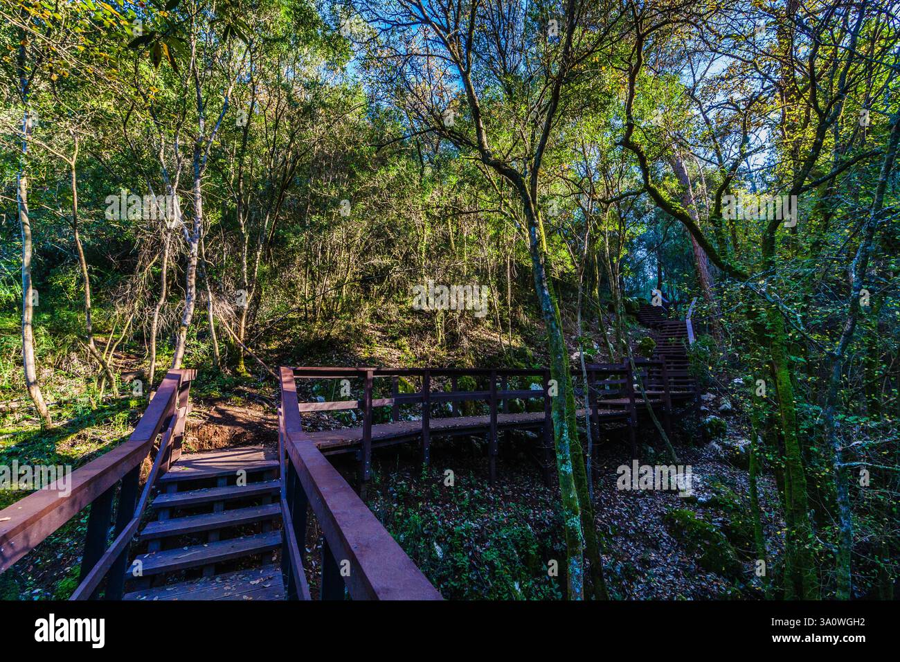 Forest Railing Scene serene forest scene with a wooden pathway leading through the dense ...