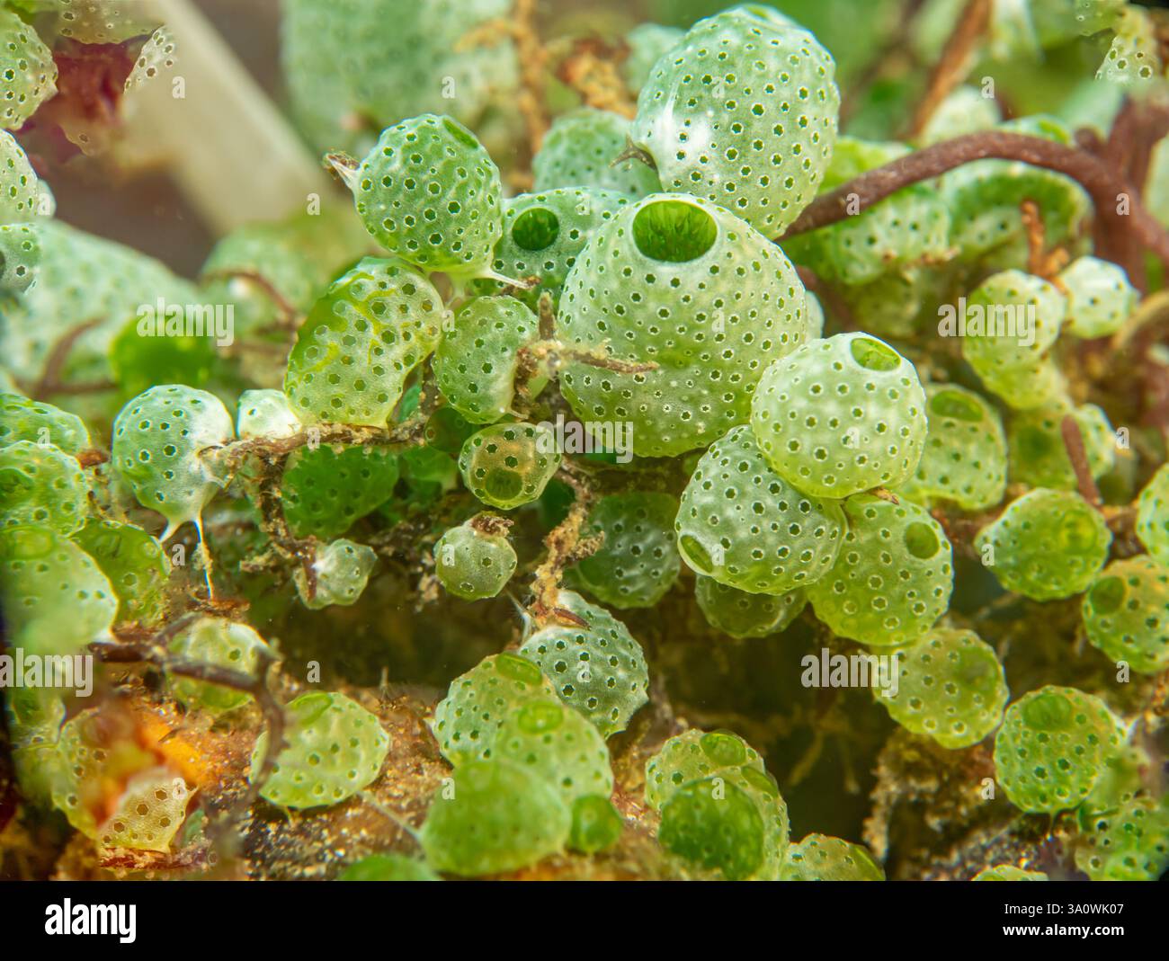 Green sea squirts ascidian at a tropical coral reef in Puerto Galera, the Philippines Stock Photo
