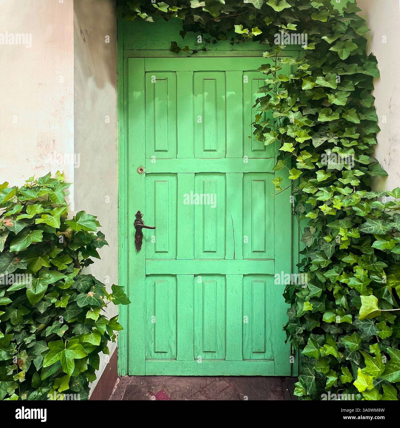 Mint Green Doorway Adorned with Lush Ivy - Smartphone Captured Stock Image