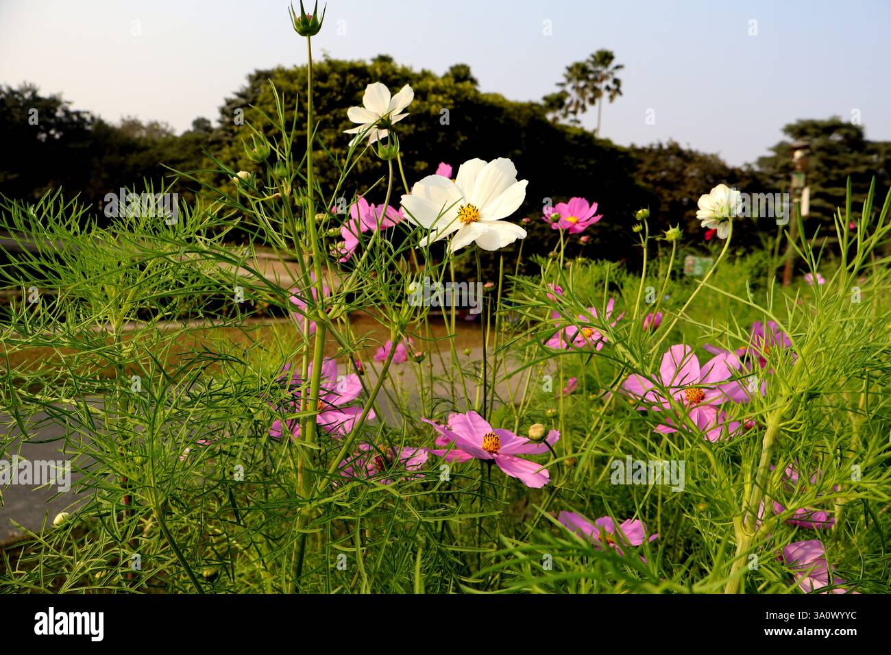 Spring Cosmos Beautiful cosmos flowers hi-res stock photography and images - Alamy