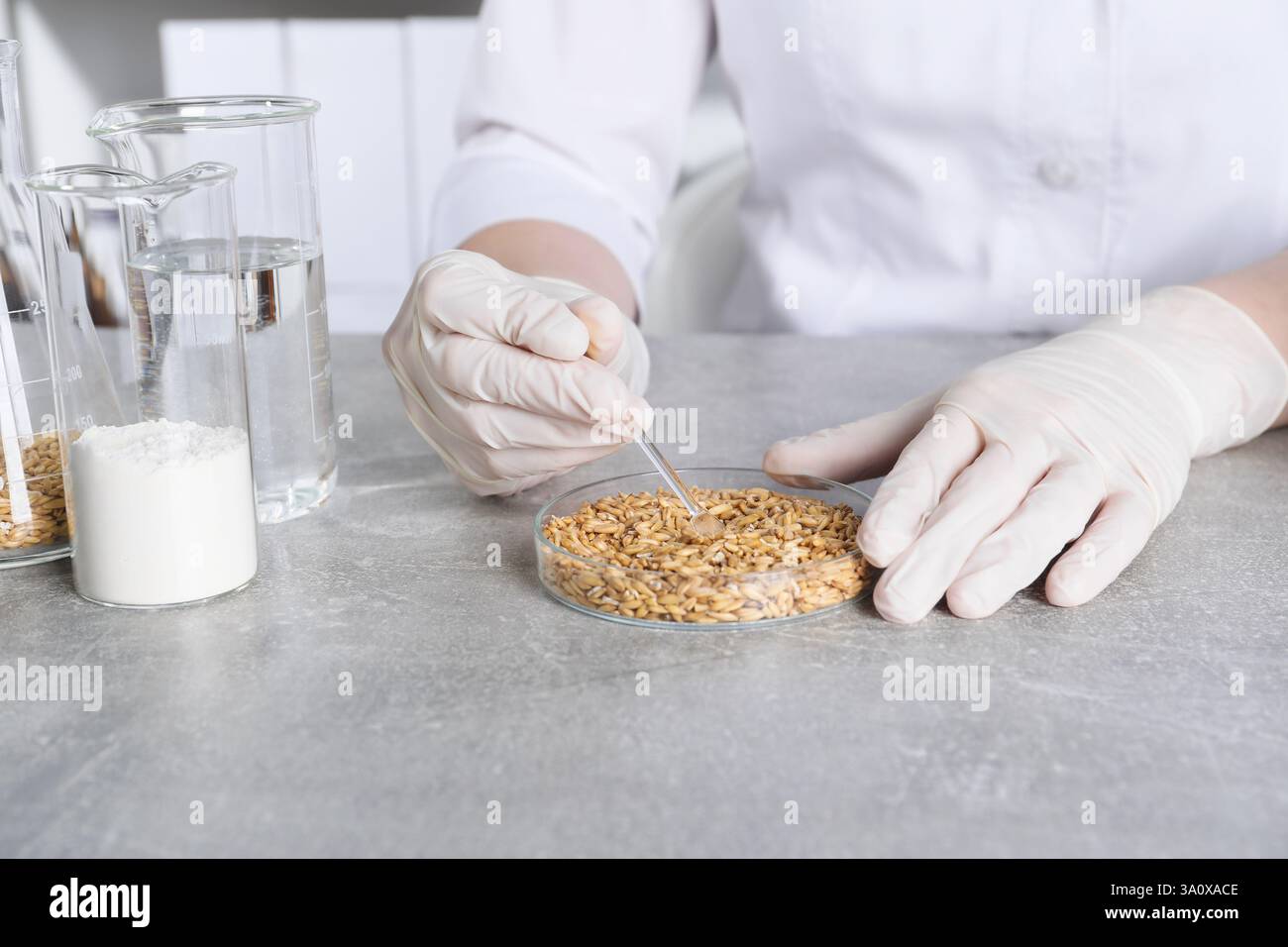 Lab Grain Laboratory testing. Scientist working with grain sample at grey table ...