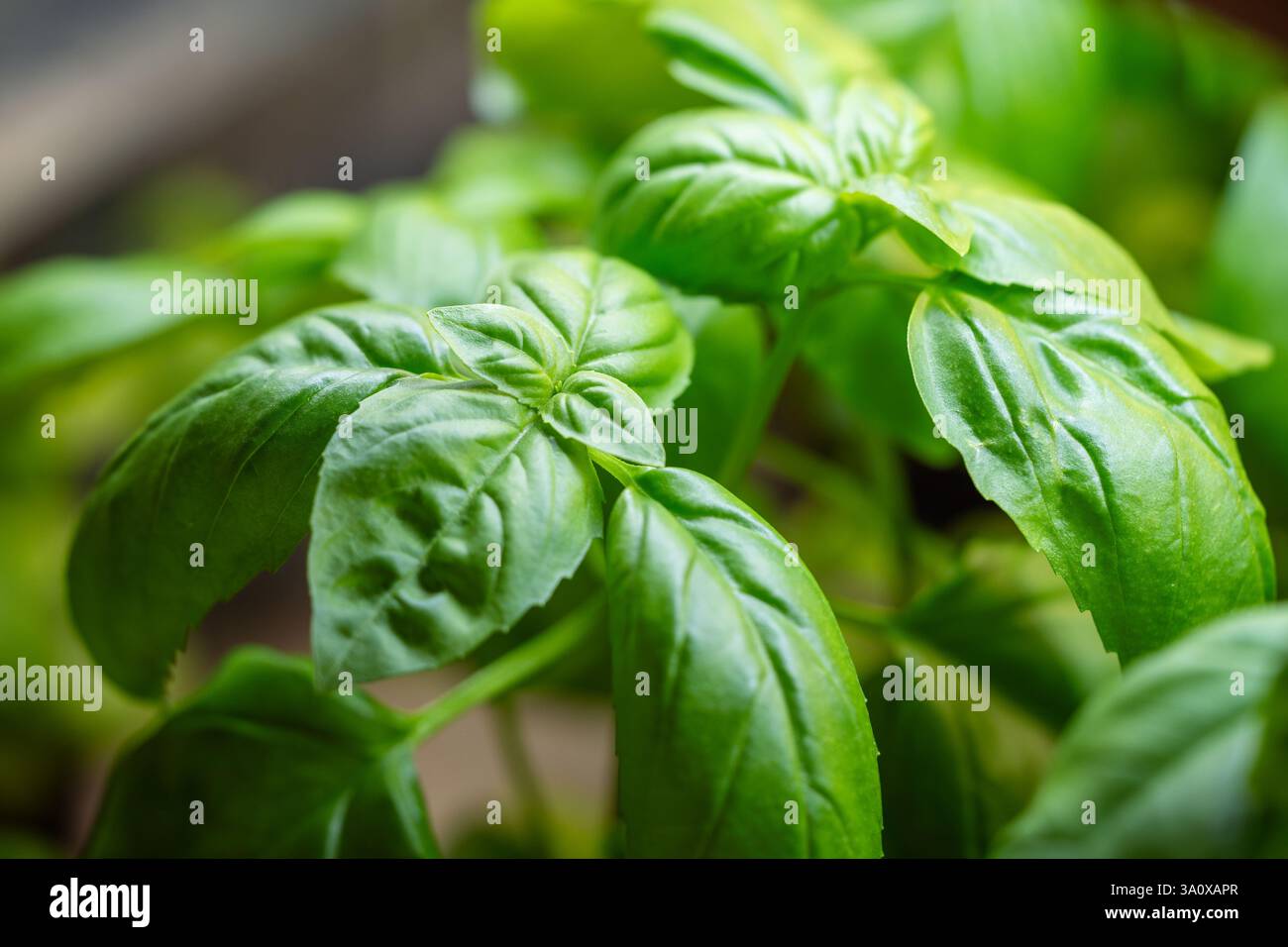 Basilico genovese hi-res stock photography and images - Alamy