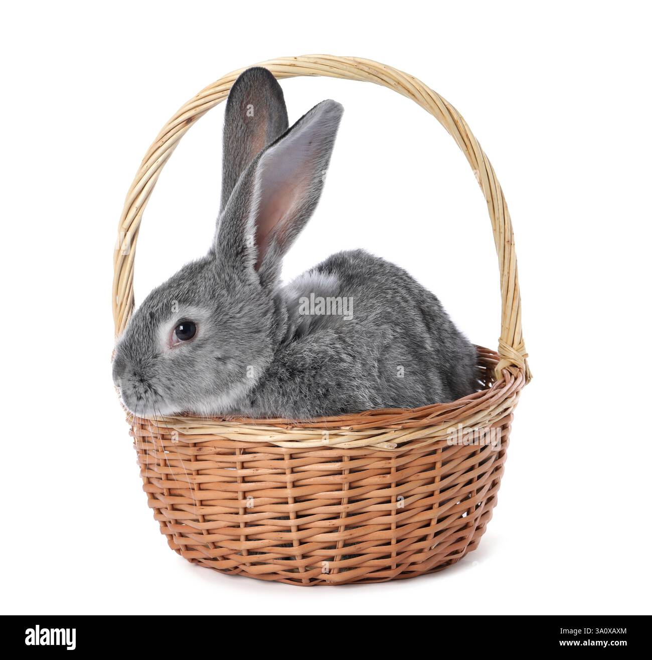 Fluffy grey rabbit in wicker basket on white background Stock Photo - Alamy