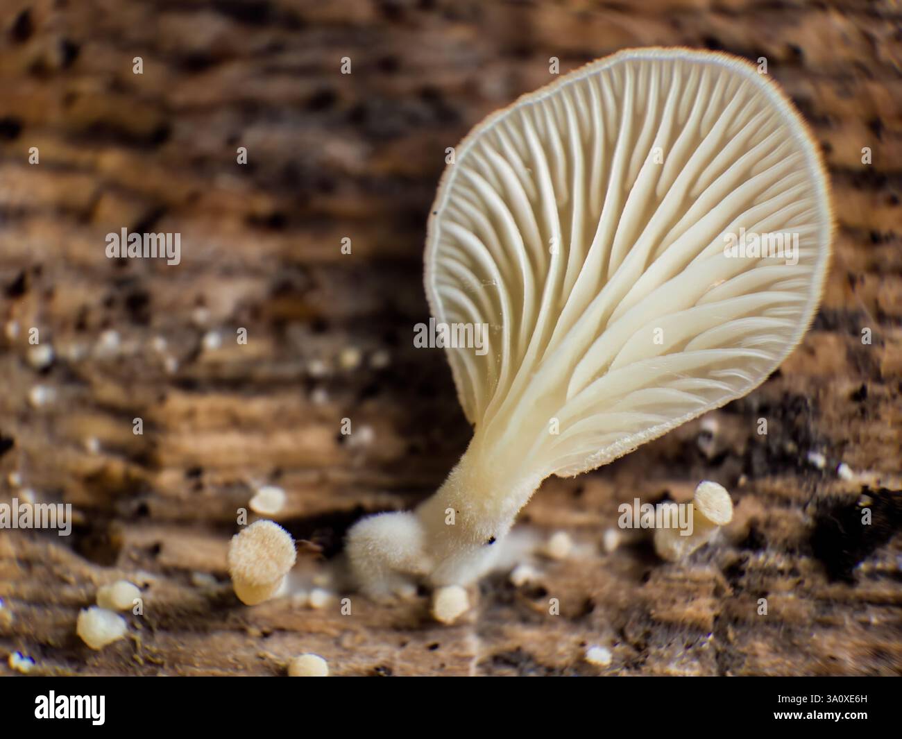 Smal Rotten's Extreme macro photography of the gills of a small peeling oysterling ...