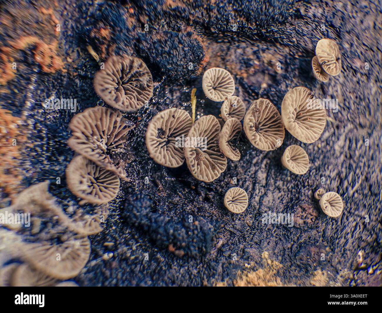 Macro photography of the gills of a colony of tiny fungus growing on a ...
