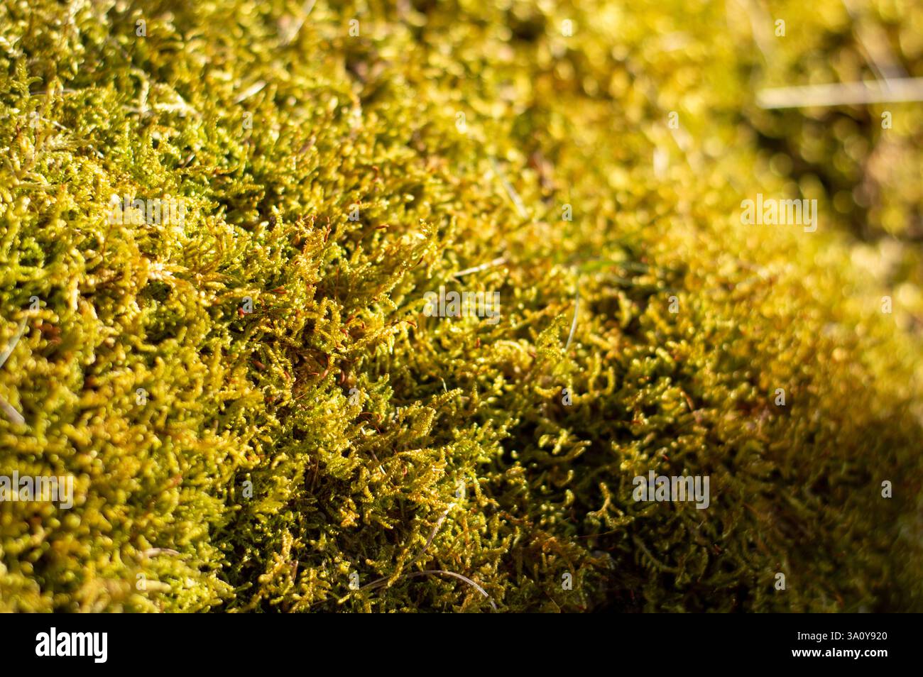 Forest floor texture moss hi-res stock photography and images - Alamy