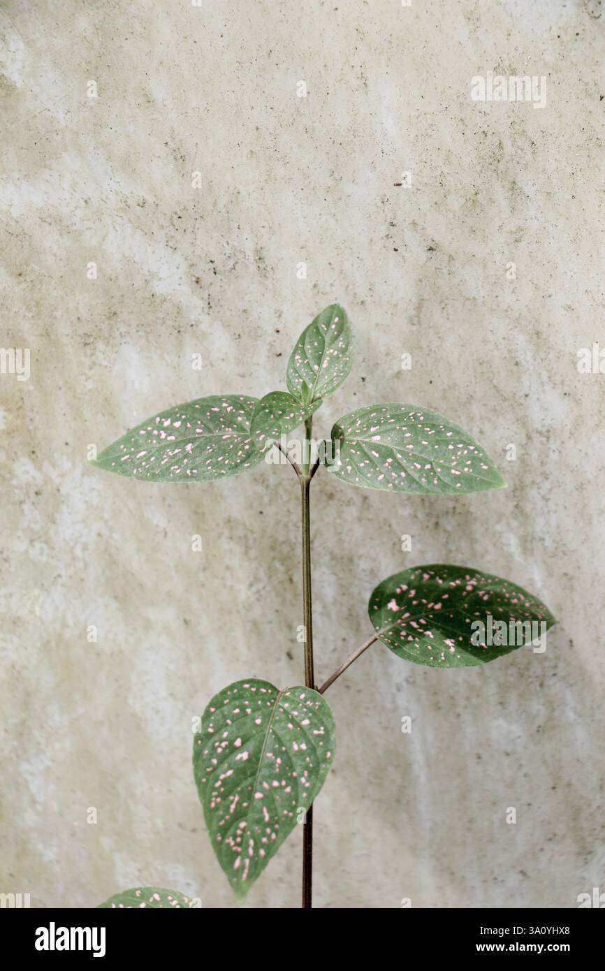 Green leaves of the spring season Stock Photo - Alamy