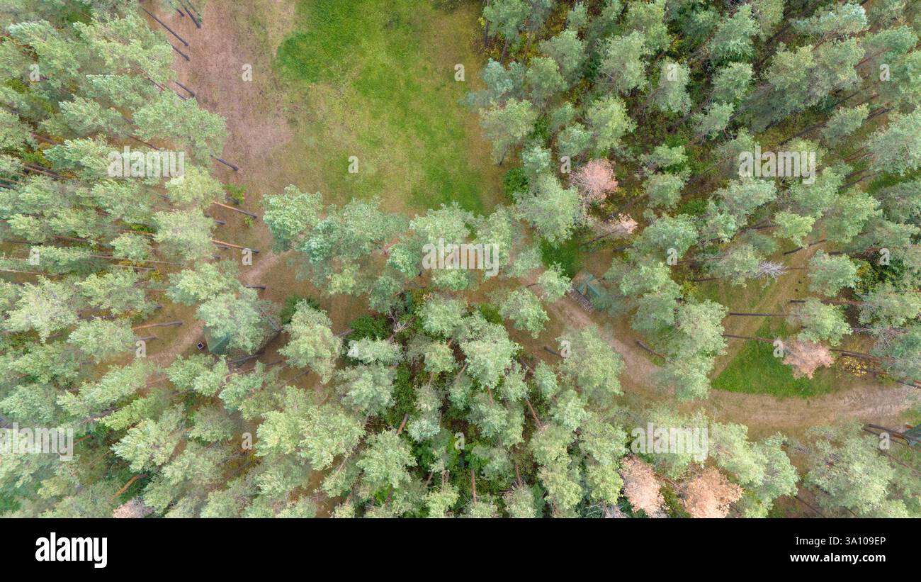 Aerial view of a dense forest with tall green trees and a few visible ...