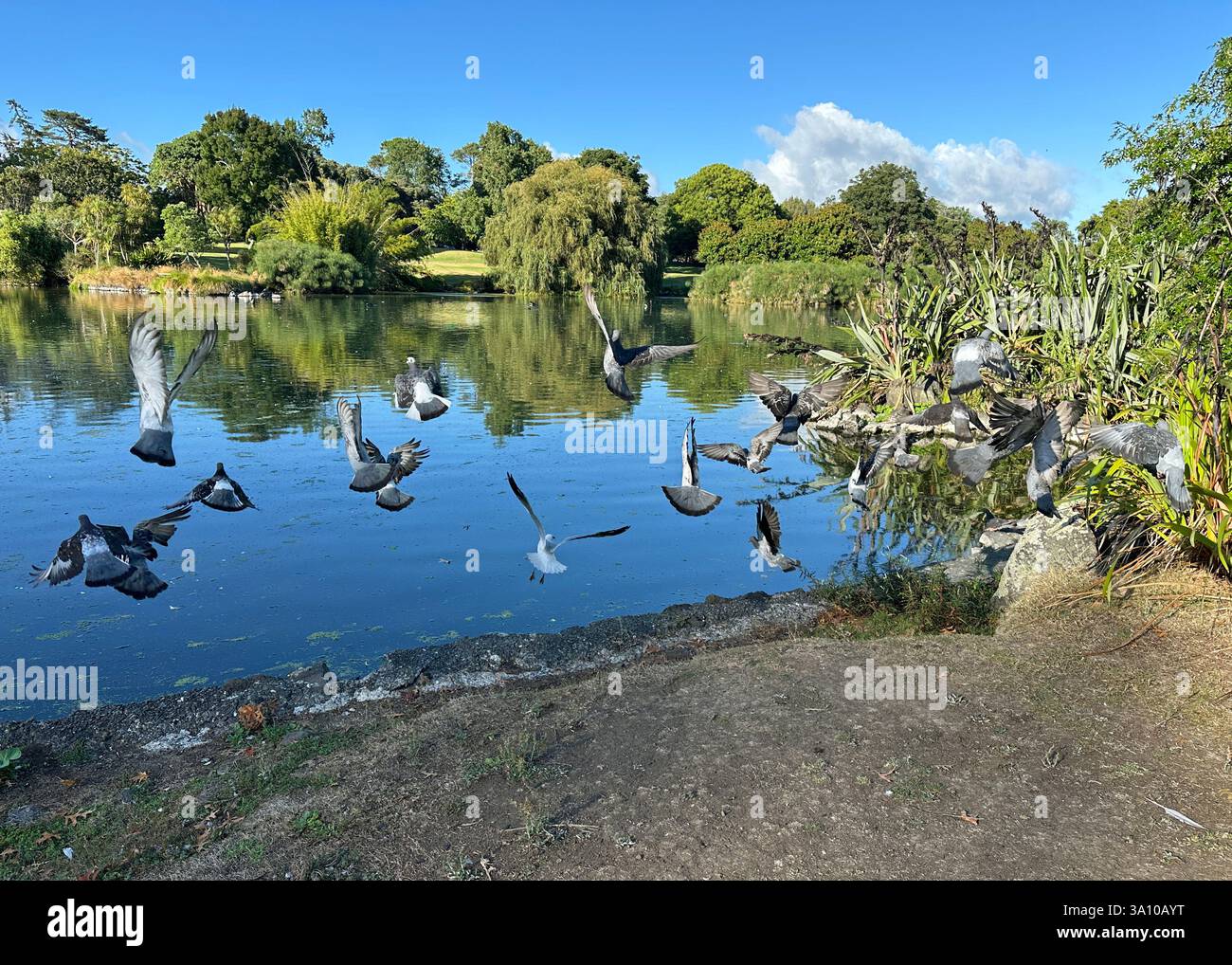 Pigeons and a Seagull taking to flight over a small lake Stock Photo
