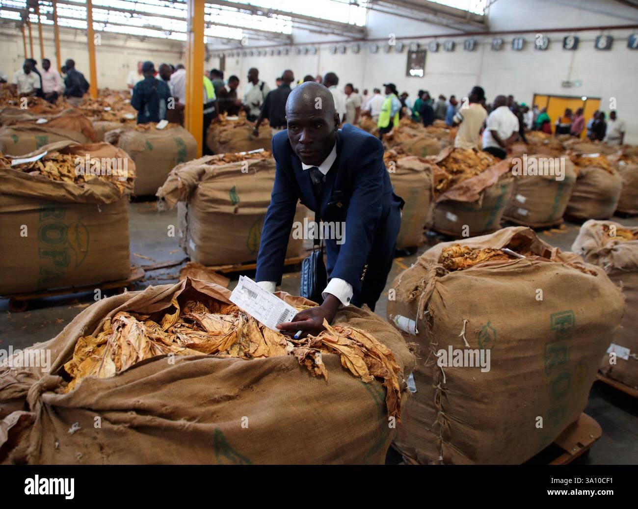 zimbabwe tobacco exports Harare, Zimbabwe. 5th Mar, 2025. A staff member checks the tobacco quality  at a trading market in Harare, Zimbabwe, on March 5, 2025. Zimbabwe's 2025  tobacco marketing season kicked off on Wednesday,