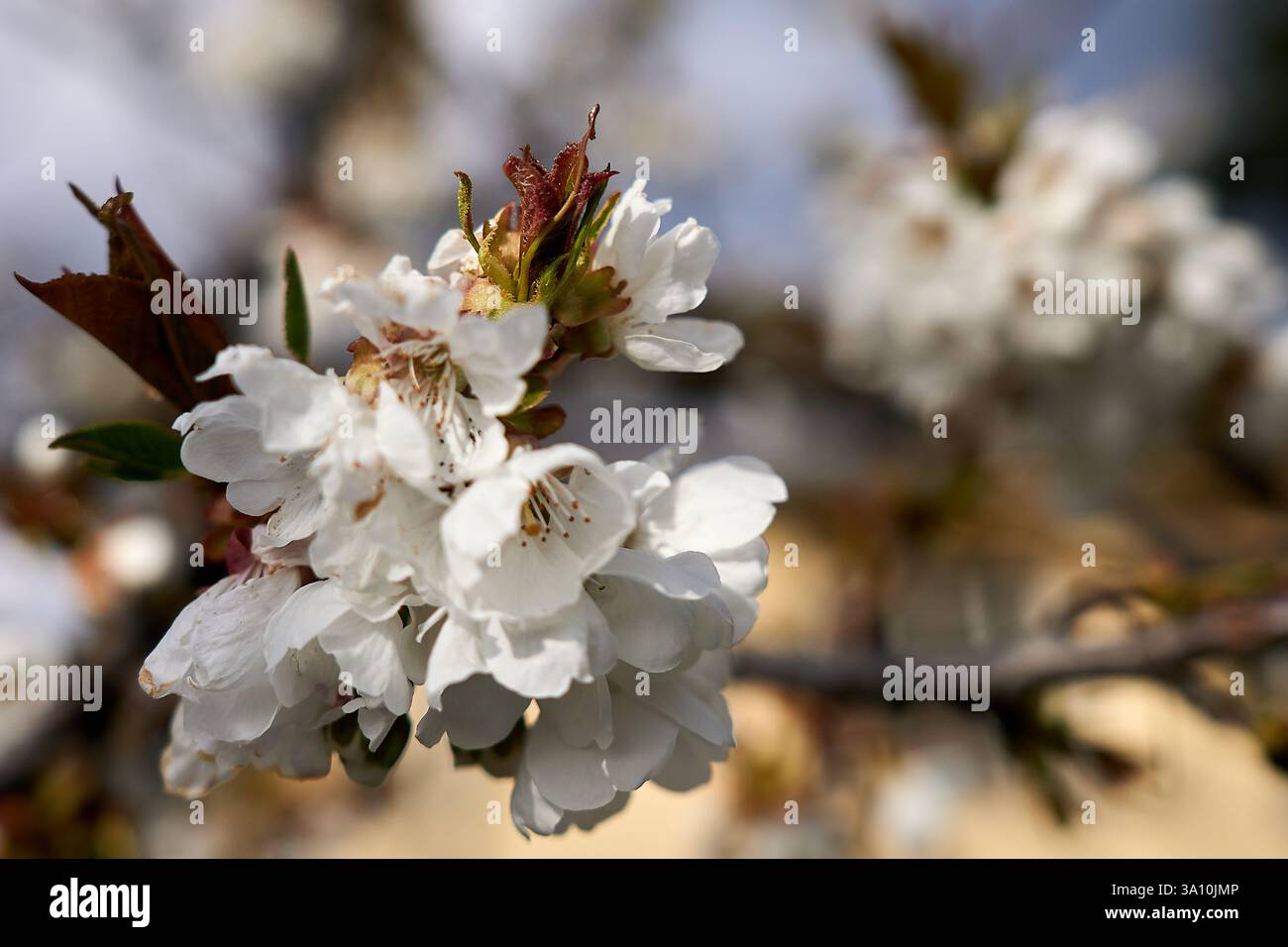 Close up of white cherry blossoms on a branch during spring season, Calabria, Italy. Stock Photo