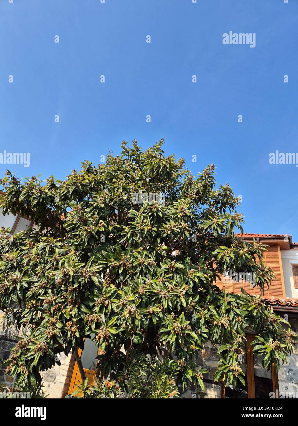 Tree againts the sky - Smartphone Captured Stock Image