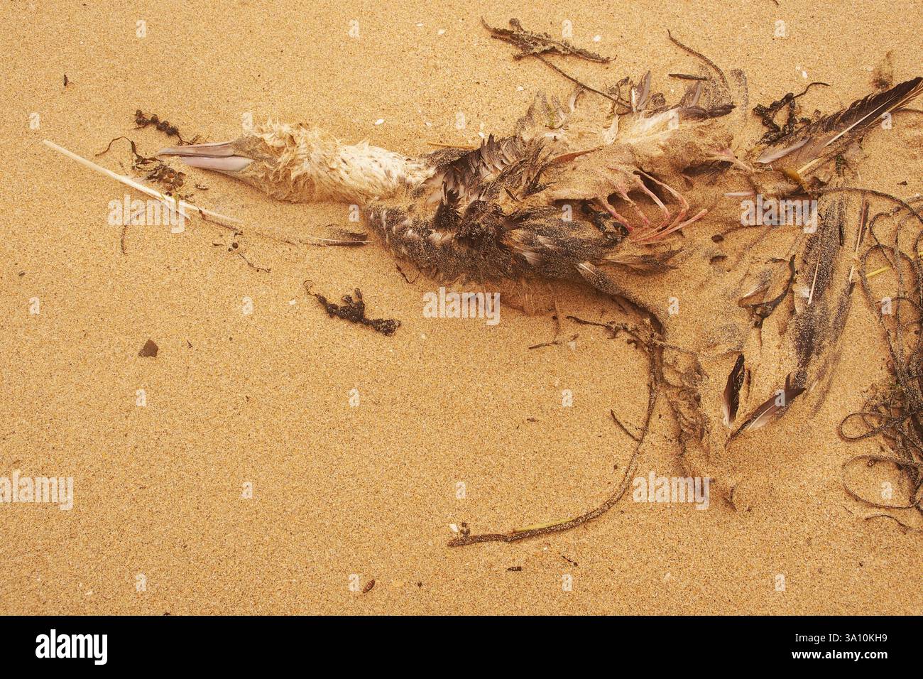 A dead, decaying Gannet on the sand showing the ribs and scattered ...