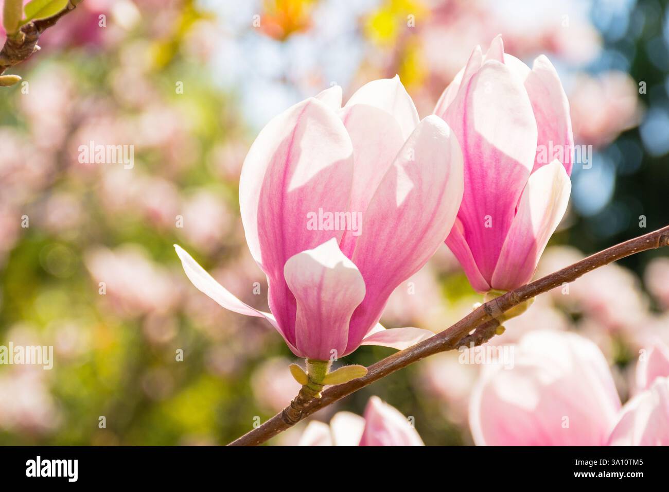 large pink flowers of magnolia soulangeana tree in full bloom. beautiful closeup background on a sunny day in spring Stock Photo