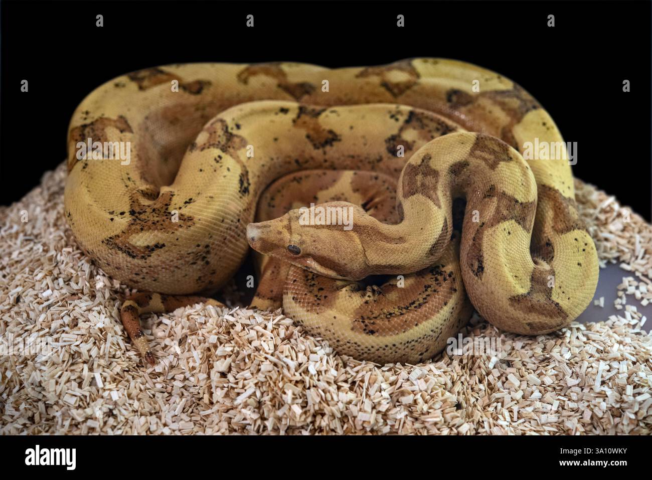 boa-constrictor-imperator-it-is-increasingly-popular-as-an-exotic-pet