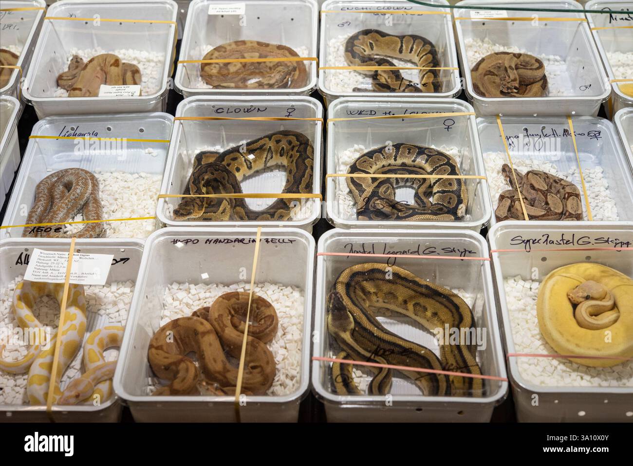 Displayed species hi-res stock photography and images - Alamy - Commercial Reptile Species Trade