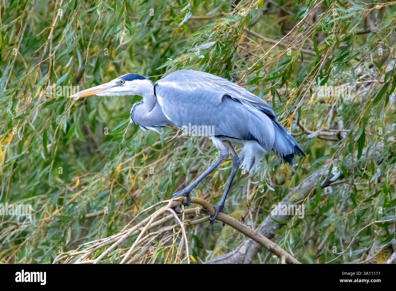 Grey Heron, Ardea cinerea, perched on a Willow tree. Stock Photo