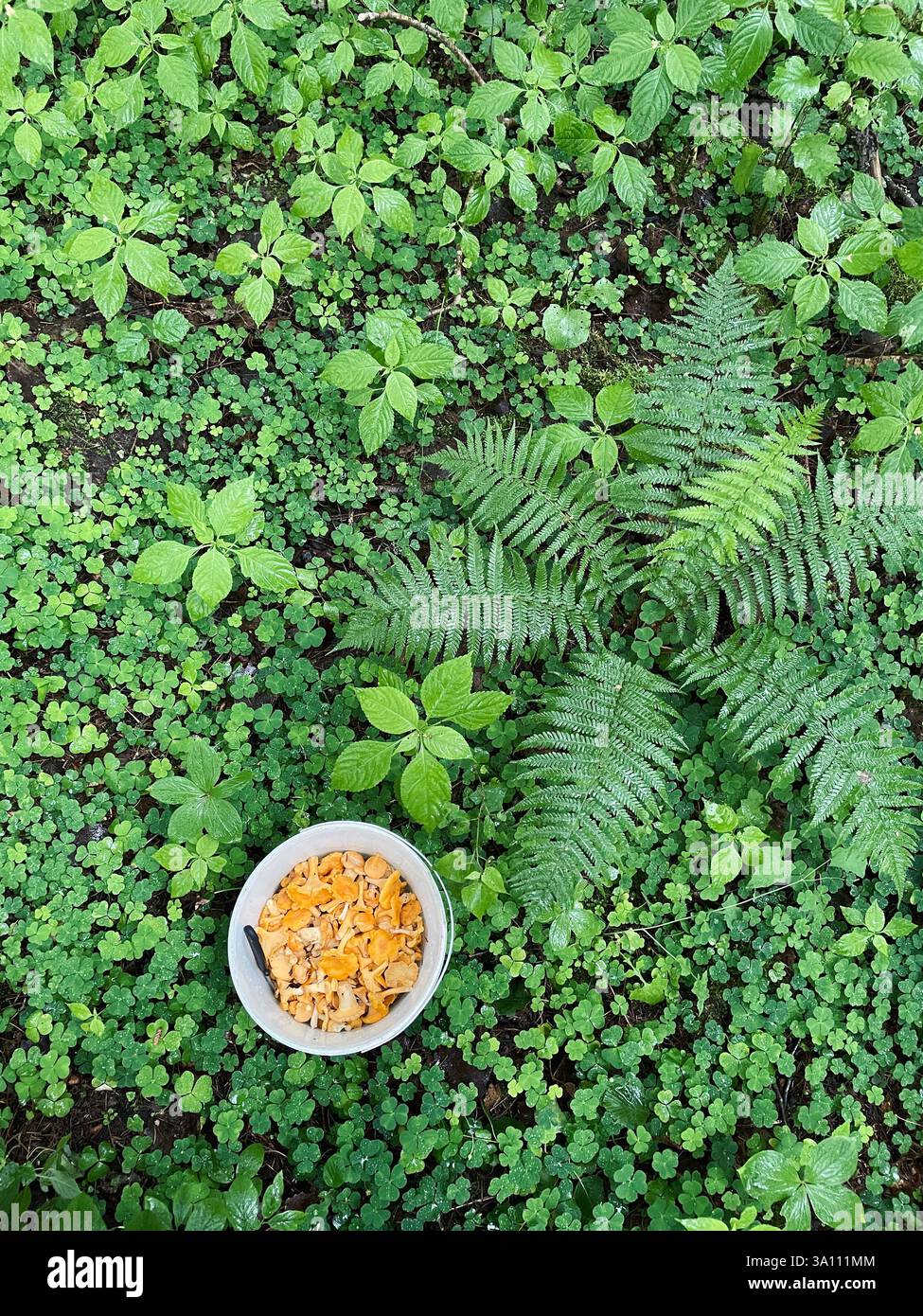 A white bucket full of freshly picked chanterelle mushrooms sits amongst lush green foliage, captured in a natural outdoor setting. - Smartphone Captured Stock Image