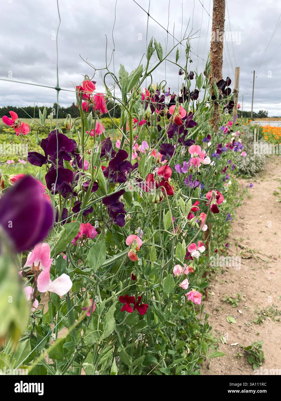 Vibrant sweet pea flowers of multiple colors climb a trellis, flourishing in a field, displaying nature's beauty and textures. - Smartphone Captured Stock Image
