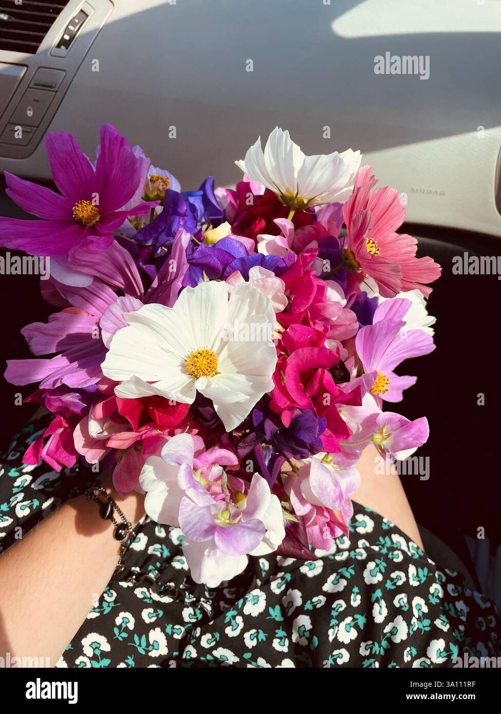 A beautiful bouquet of colorful cosmos and sweet peas, held in a car, capturing a moment of floral beauty. - Smartphone Captured Stock Image