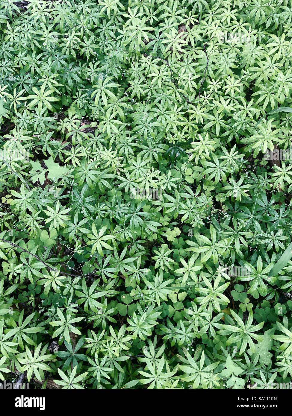 Overhead view captures a lush ground cover of vibrant green leaves in the forest, creating a natural, textured pattern. - Smartphone Captured Stock Image