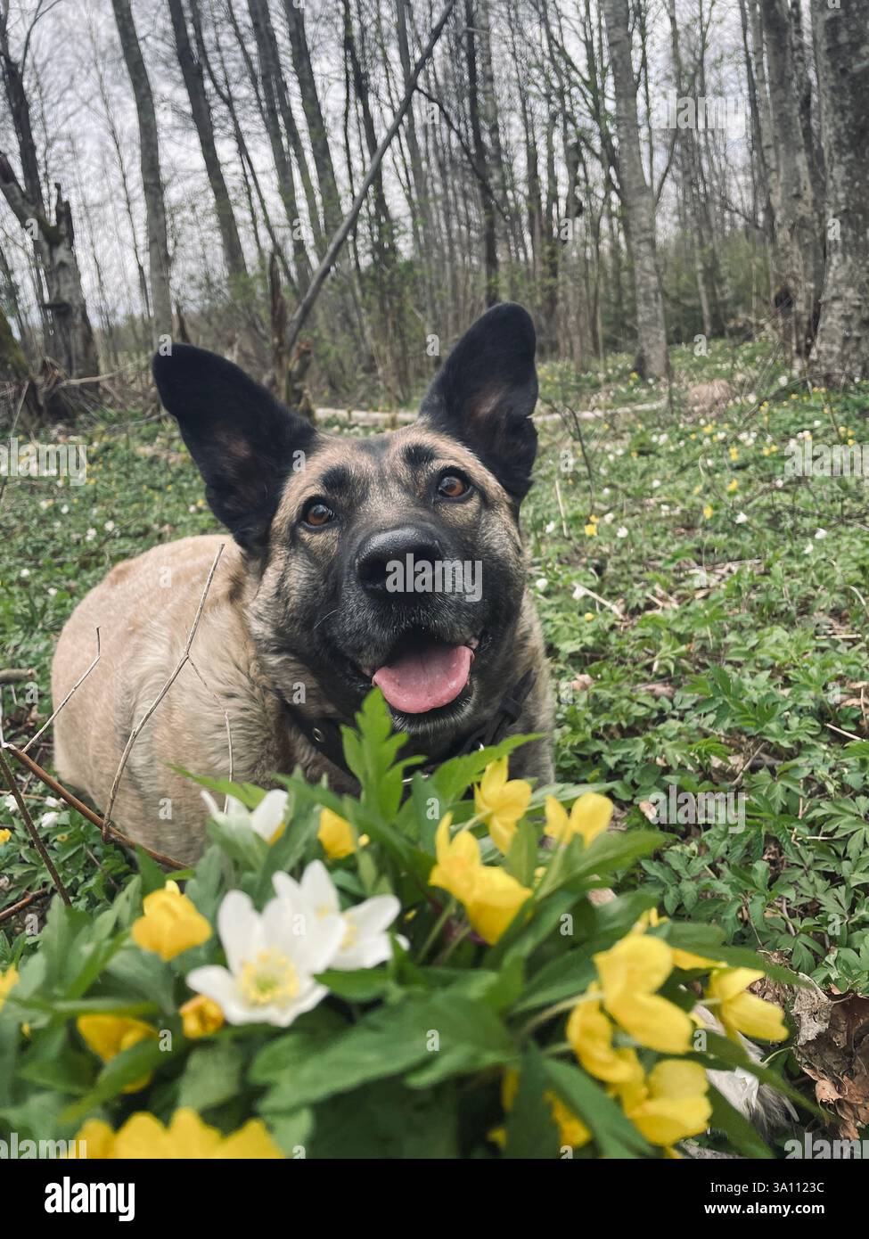 A friendly dog is enjoying a sunny day in the forest, surrounded by spring flowers and lush greenery. - Smartphone Captured Stock Image