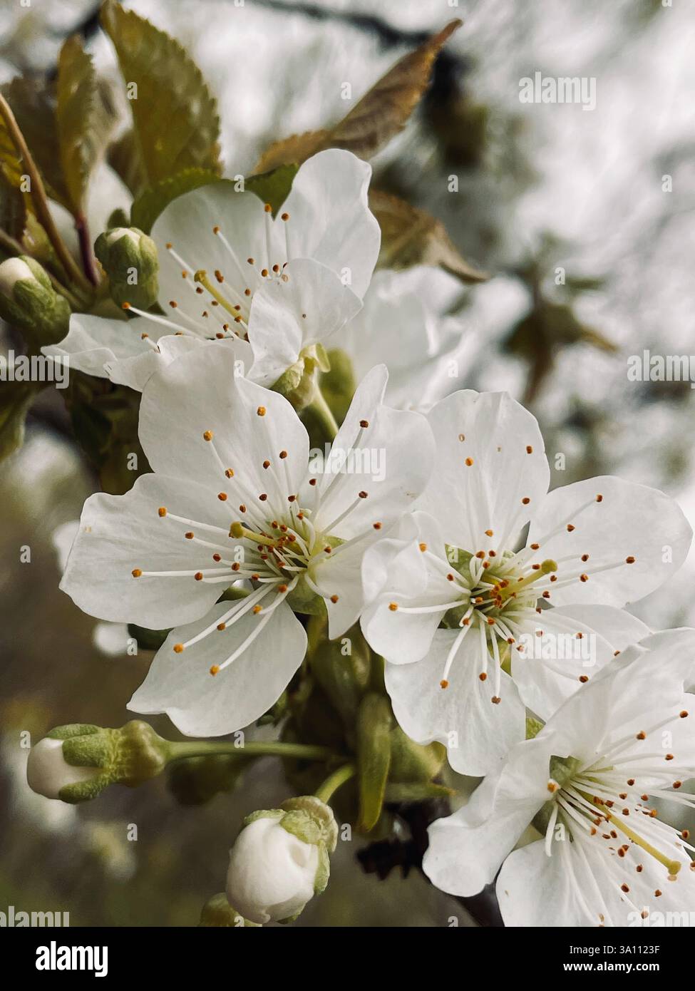 Close-up view of delicate white blossoms in full bloom, showcasing intricate details of petals and stamens, a serene spring scene. - Smartphone Captured Stock Image