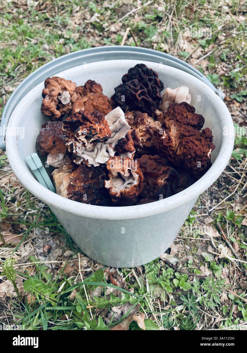 Spring mushrooms “Gyromitra esculenta” hunting - Smartphone Captured Stock Image