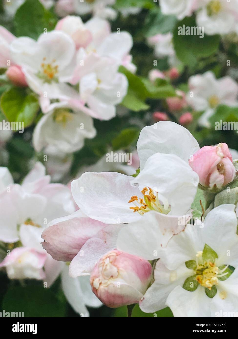 Beautiful close-up of delicate white and pink apple blossoms, with vibrant green leaves in soft focus, showing the beauty of spring. - Smartphone Captured Stock Image