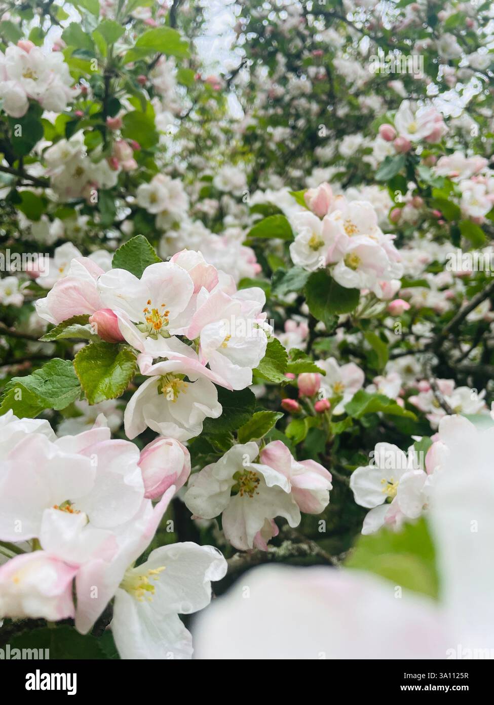 Close-up of delicate apple blossoms in full bloom, featuring soft pink and white petals. The image captures springtime beauty. - Smartphone Captured Stock Image