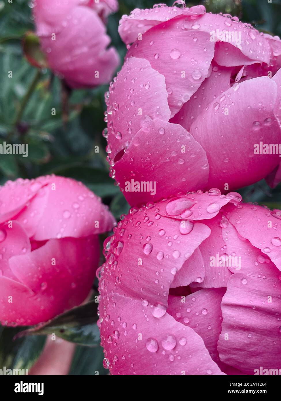Close-up of pink peonies in full bloom, glistening with raindrops, showcasing natural beauty and freshness. - Smartphone Captured Stock Image