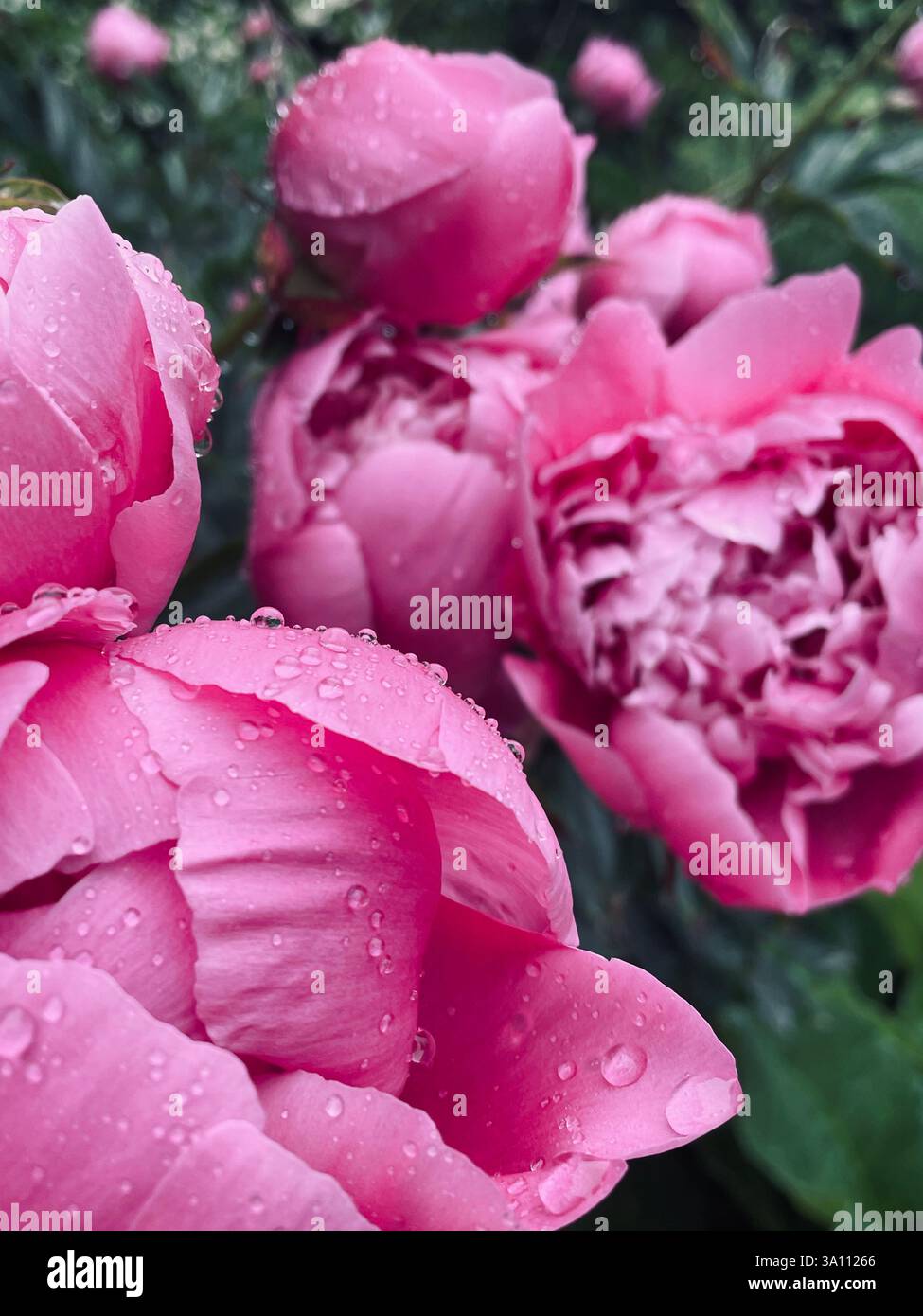 Close-up shot of pink peony flowers covered in glistening water droplets, creating a beautiful and refreshing scene in the garden after the rain. - Smartphone Captured Stock Image