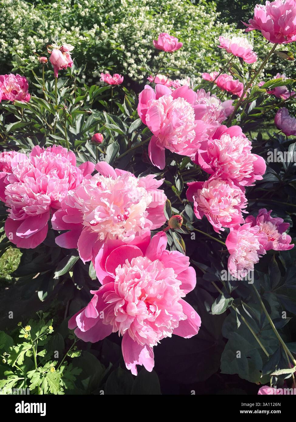 Lush, vibrant pink peonies bloom in a sunny garden, their delicate petals fully opened, offering a beautiful floral display. - Smartphone Captured Stock Image