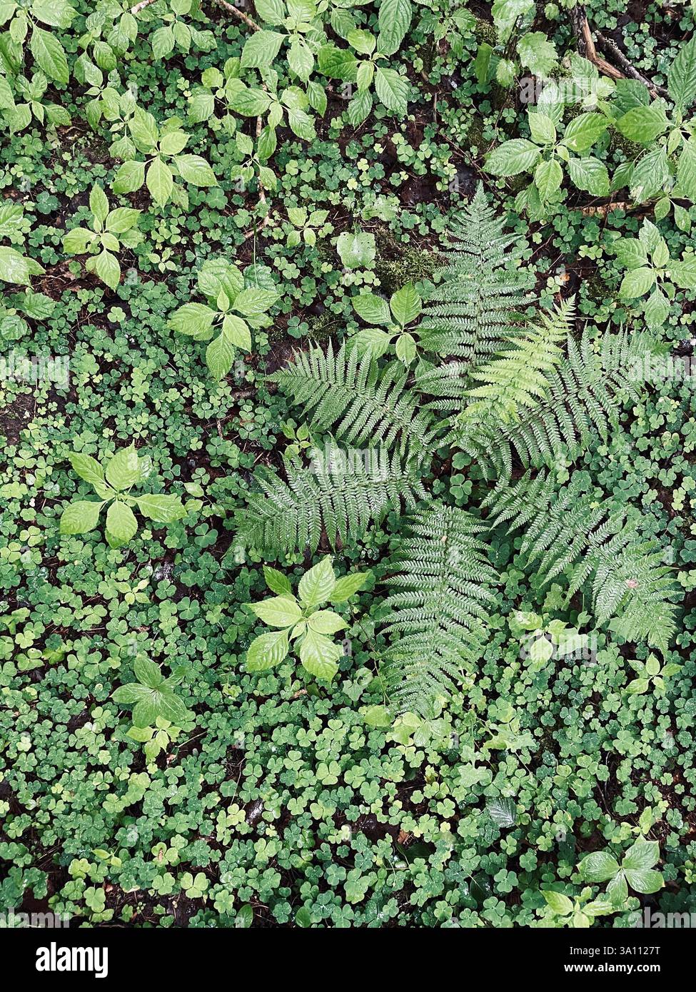 A lush ground cover in a forest showcases various shades of green with ferns, clovers, and other foliage. - Smartphone Captured Stock Image