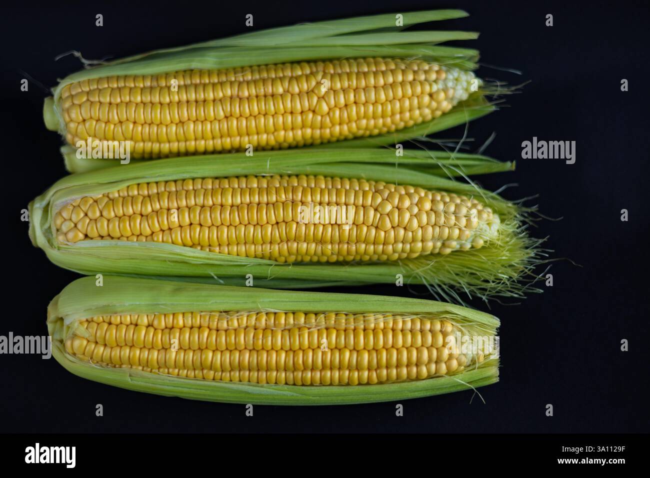 Three ripe ears of sweet corn with partially peeled green husks revealing bright yellow kernels, neatly arranged on a dark surface Stock Photo