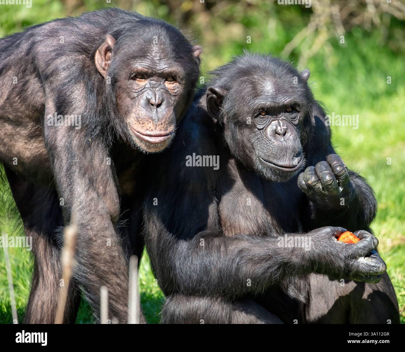 Two chimpanzees enjoying a sunny afternoon Stock Photo