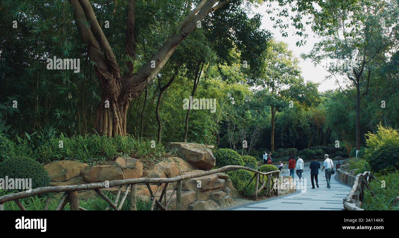 Walk In Breeding Chengdu, Sichuan, China. Tourists Visit Chengdu Research Base Of Giant ...